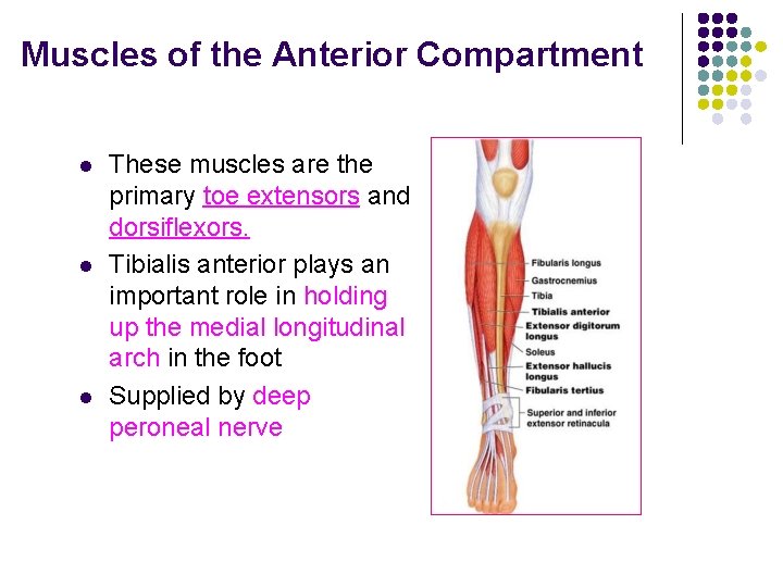 Muscles of the Anterior Compartment l l l These muscles are the primary toe Muscles of the Anterior Compartment l l l These muscles are the primary toe