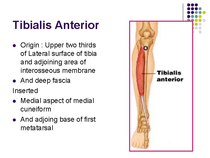 Tibialis Anterior Origin : Upper two thirds of Lateral surface of tibia and adjoining Tibialis Anterior Origin : Upper two thirds of Lateral surface of tibia and adjoining