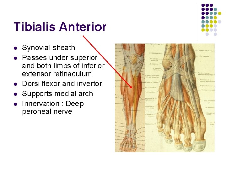 Tibialis Anterior l l l Synovial sheath Passes under superior and both limbs of Tibialis Anterior l l l Synovial sheath Passes under superior and both limbs of
