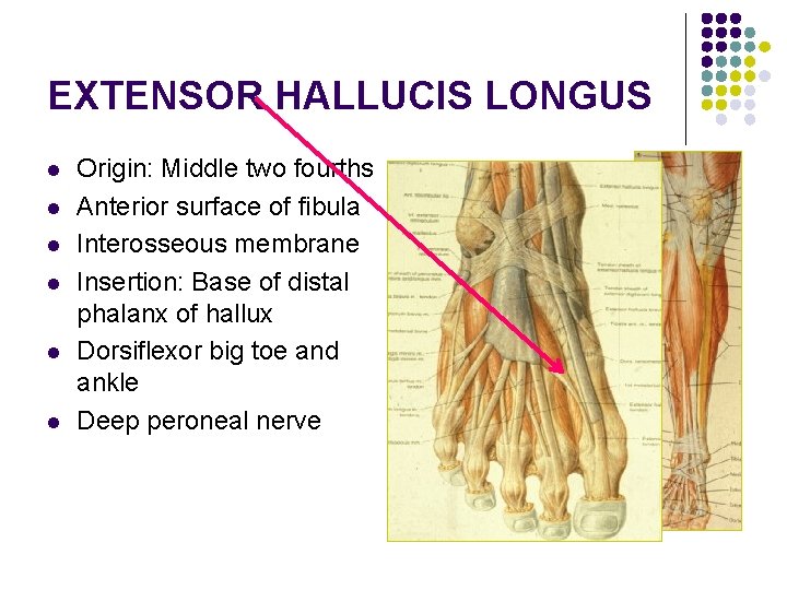 EXTENSOR HALLUCIS LONGUS l l l Origin: Middle two fourths Anterior surface of fibula EXTENSOR HALLUCIS LONGUS l l l Origin: Middle two fourths Anterior surface of fibula