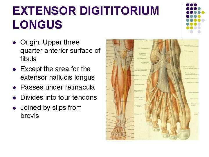EXTENSOR DIGITITORIUM LONGUS l l l Origin: Upper three quarter anterior surface of fibula EXTENSOR DIGITITORIUM LONGUS l l l Origin: Upper three quarter anterior surface of fibula
