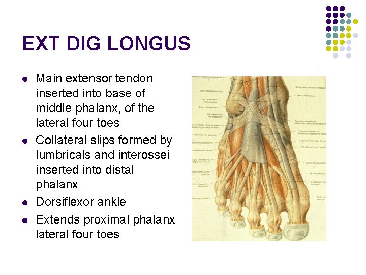 EXT DIG LONGUS l l Main extensor tendon inserted into base of middle phalanx, EXT DIG LONGUS l l Main extensor tendon inserted into base of middle phalanx,