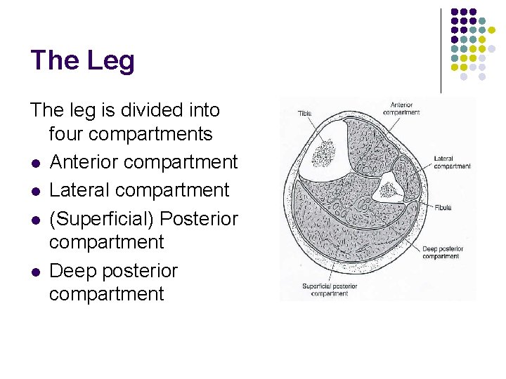 The Leg The leg is divided into four compartments l Anterior compartment l Lateral The Leg The leg is divided into four compartments l Anterior compartment l Lateral