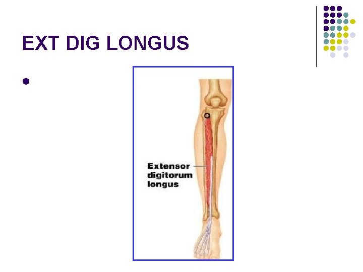 EXT DIG LONGUS l EXT DIG LONGUS l