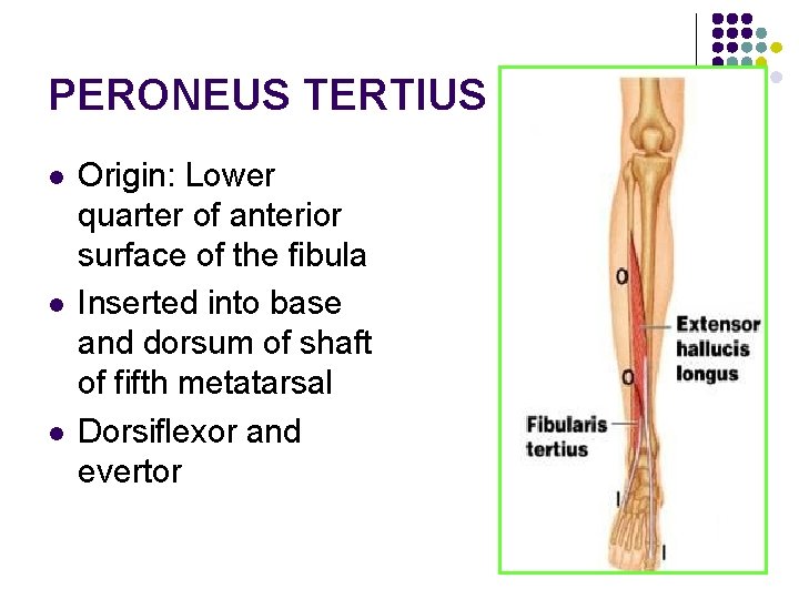 PERONEUS TERTIUS l l l Origin: Lower quarter of anterior surface of the fibula PERONEUS TERTIUS l l l Origin: Lower quarter of anterior surface of the fibula