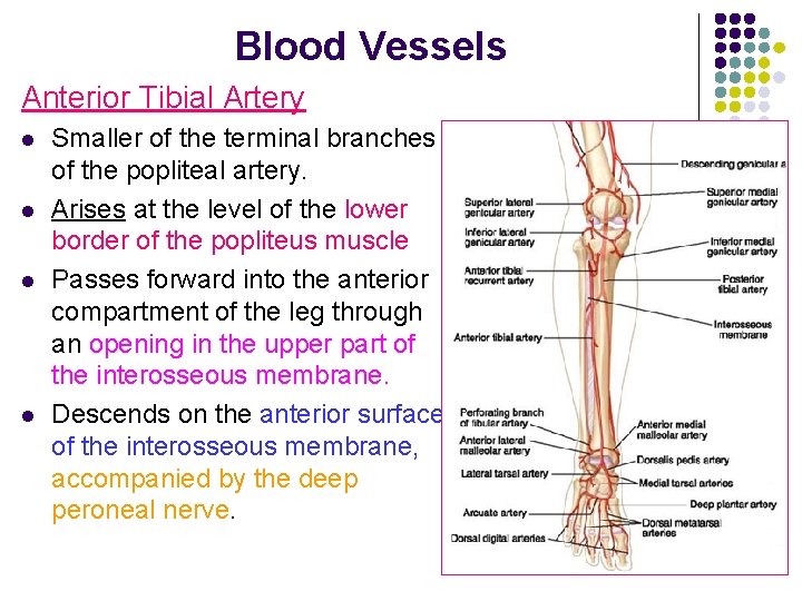 Blood Vessels Anterior Tibial Artery l l Smaller of the terminal branches of the Blood Vessels Anterior Tibial Artery l l Smaller of the terminal branches of the
