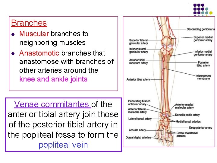 Branches l l Muscular branches to neighboring muscles Anastomotic branches that anastomose with branches Branches l l Muscular branches to neighboring muscles Anastomotic branches that anastomose with branches