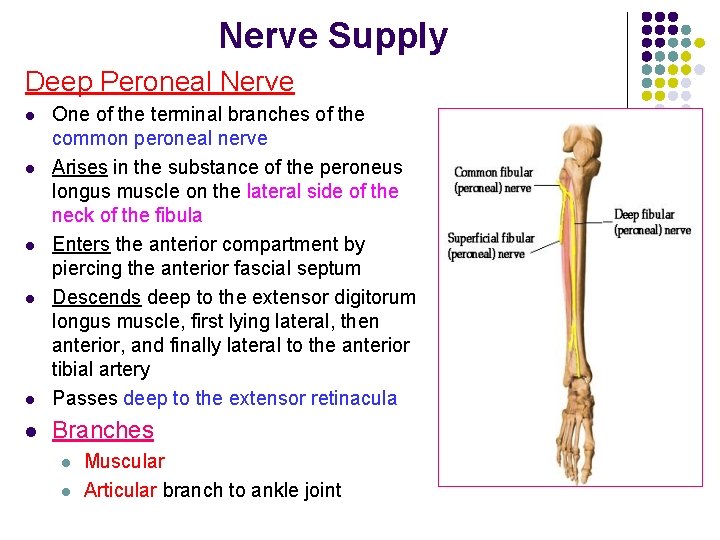 Nerve Supply Deep Peroneal Nerve l One of the terminal branches of the common Nerve Supply Deep Peroneal Nerve l One of the terminal branches of the common