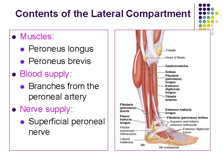 Contents of the Lateral Compartment l l l Muscles: l Peroneus longus l Peroneus Contents of the Lateral Compartment l l l Muscles: l Peroneus longus l Peroneus