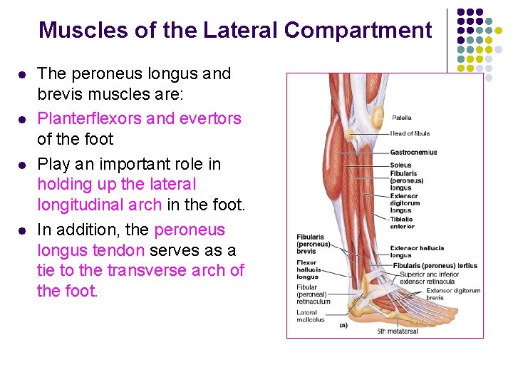 Muscles of the Lateral Compartment l l The peroneus longus and brevis muscles are: Muscles of the Lateral Compartment l l The peroneus longus and brevis muscles are:
