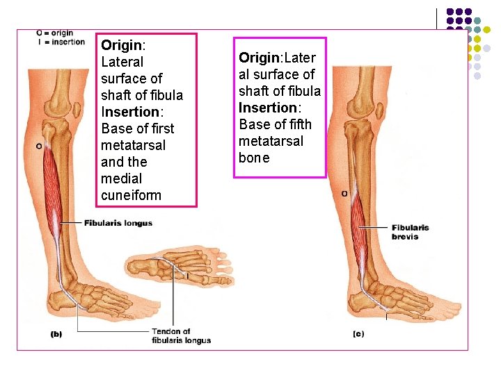 Origin: Lateral surface of shaft of fibula Insertion: Base of first metatarsal and the Origin: Lateral surface of shaft of fibula Insertion: Base of first metatarsal and the