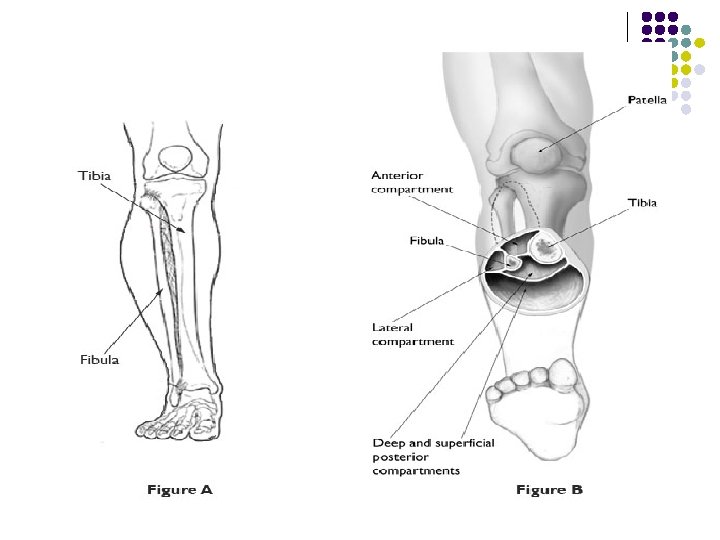 Anterior and lateral Compartments of the Leg Dr