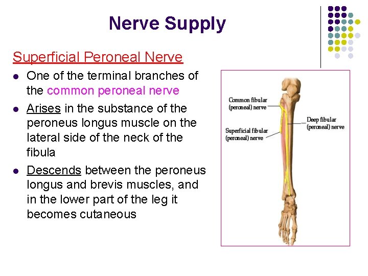Nerve Supply Superficial Peroneal Nerve l l l One of the terminal branches of Nerve Supply Superficial Peroneal Nerve l l l One of the terminal branches of