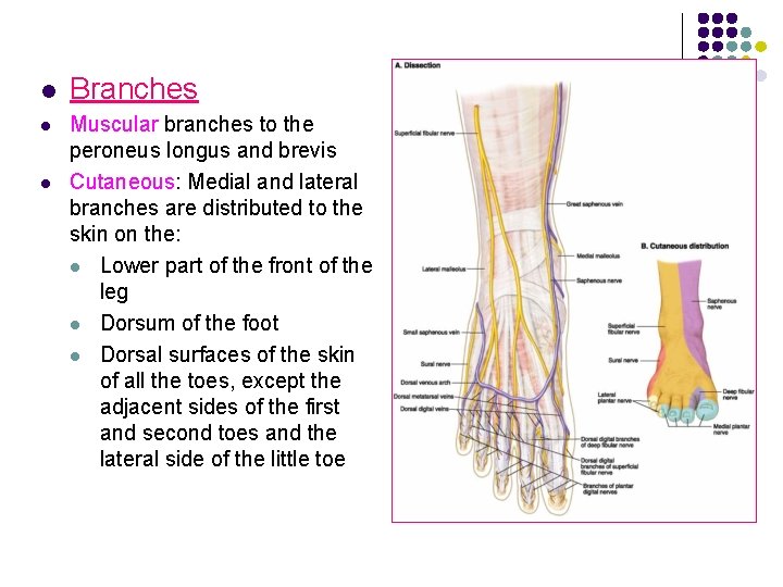 l l l Branches Muscular branches to the peroneus longus and brevis Cutaneous: Medial l l l Branches Muscular branches to the peroneus longus and brevis Cutaneous: Medial