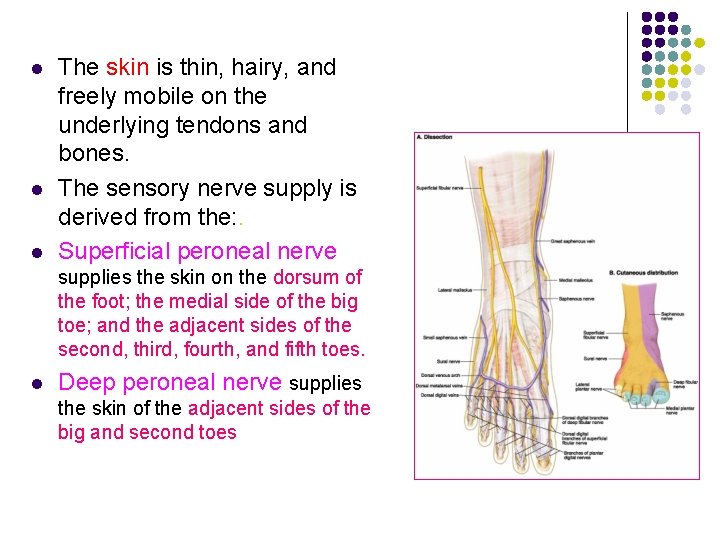 l l l The skin is thin, hairy, and freely mobile on the underlying l l l The skin is thin, hairy, and freely mobile on the underlying