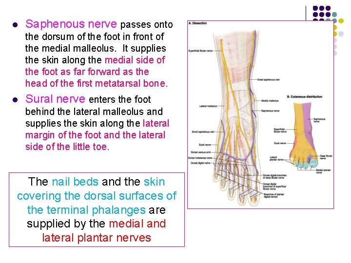 l Saphenous nerve passes onto the dorsum of the foot in front of the l Saphenous nerve passes onto the dorsum of the foot in front of the