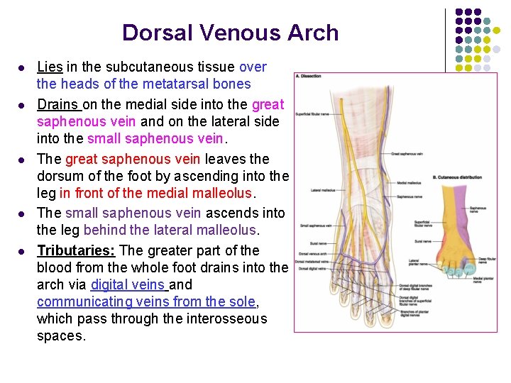 Dorsal Venous Arch l l l Lies in the subcutaneous tissue over the heads Dorsal Venous Arch l l l Lies in the subcutaneous tissue over the heads