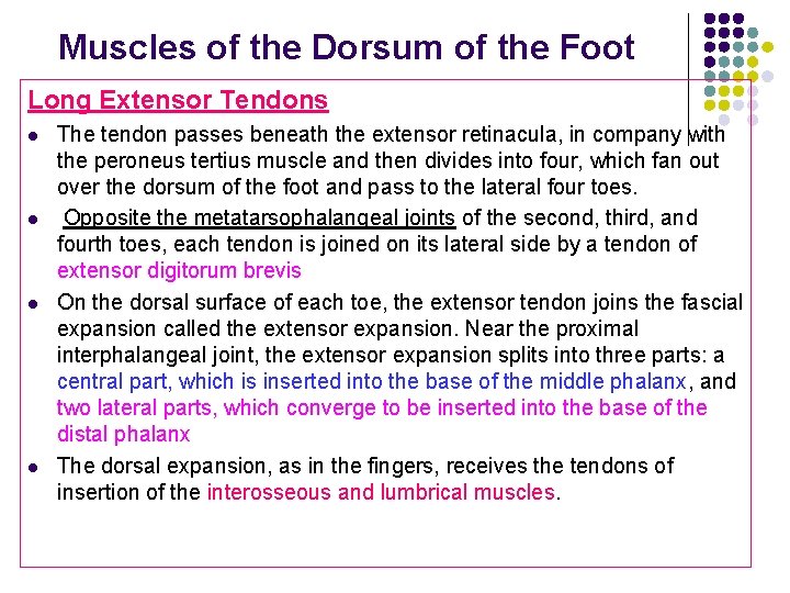 Muscles of the Dorsum of the Foot Long Extensor Tendons l l The tendon Muscles of the Dorsum of the Foot Long Extensor Tendons l l The tendon
