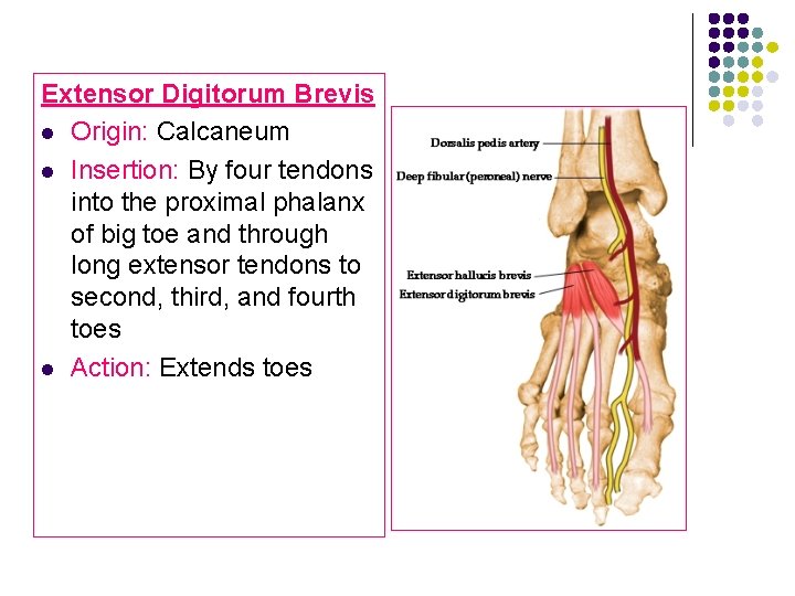 Extensor Digitorum Brevis l Origin: Calcaneum l Insertion: By four tendons into the proximal Extensor Digitorum Brevis l Origin: Calcaneum l Insertion: By four tendons into the proximal