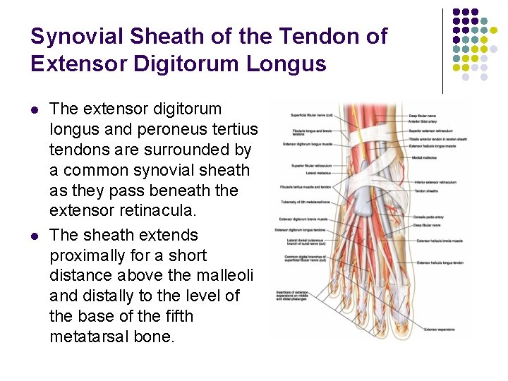 Synovial Sheath of the Tendon of Extensor Digitorum Longus l l The extensor digitorum Synovial Sheath of the Tendon of Extensor Digitorum Longus l l The extensor digitorum