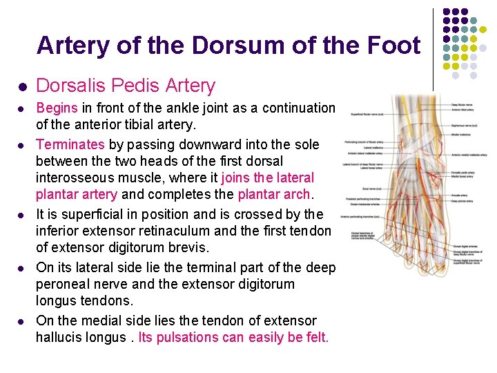 Artery of the Dorsum of the Foot l l l Dorsalis Pedis Artery Begins Artery of the Dorsum of the Foot l l l Dorsalis Pedis Artery Begins