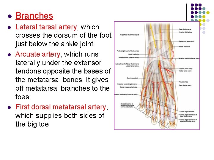 l Branches l Lateral tarsal artery, which crosses the dorsum of the foot just l Branches l Lateral tarsal artery, which crosses the dorsum of the foot just