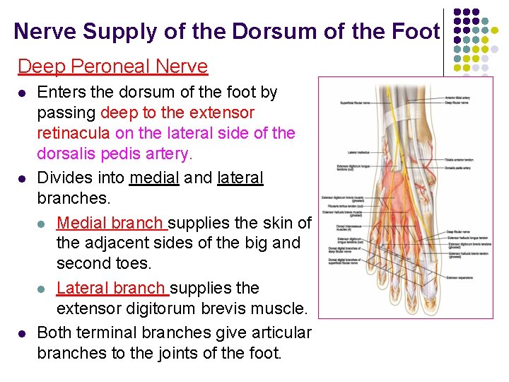 Nerve Supply of the Dorsum of the Foot Deep Peroneal Nerve l l l Nerve Supply of the Dorsum of the Foot Deep Peroneal Nerve l l l