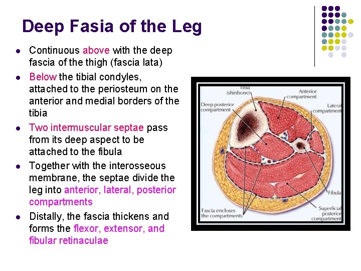 Deep Fasia of the Leg l l l Continuous above with the deep fascia Deep Fasia of the Leg l l l Continuous above with the deep fascia