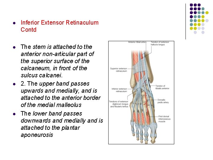 l Inferior Extensor Retinaculum Contd l The stem is attached to the anterior non-articular l Inferior Extensor Retinaculum Contd l The stem is attached to the anterior non-articular