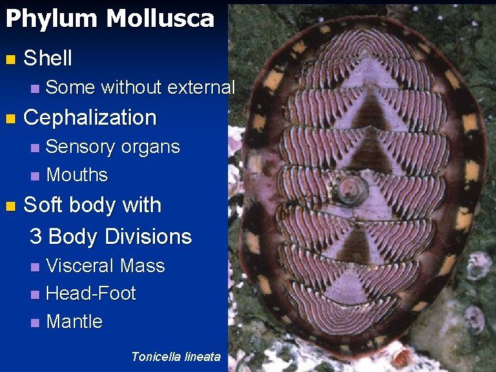 Phylum Mollusca n Shell n n Some without external Cephalization Sensory organs n Mouths