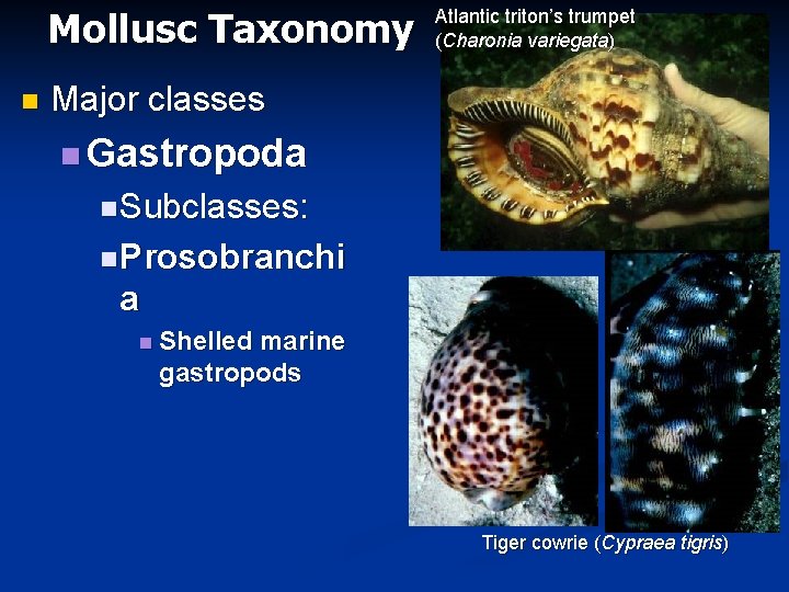 Mollusc Taxonomy n Atlantic triton’s trumpet (Charonia variegata) Major classes n Gastropoda n Subclasses: