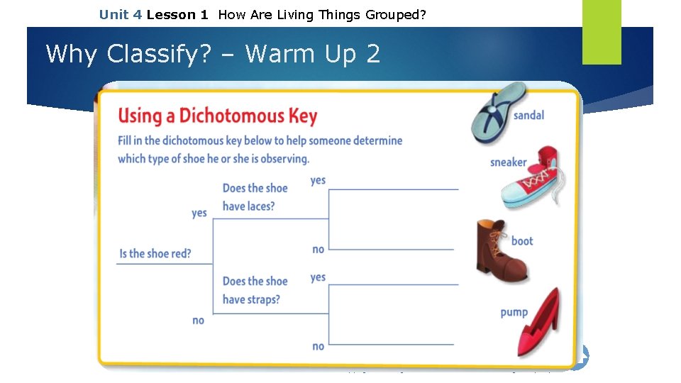 Unit 4 Lesson 1 How Are Living Things Grouped? Why Classify? – Warm Up