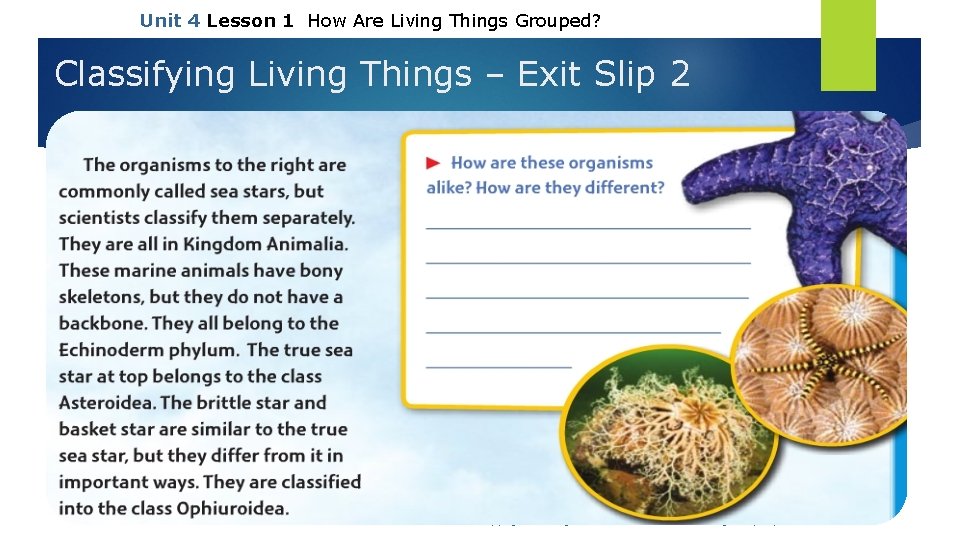 Unit 4 Lesson 1 How Are Living Things Grouped? Classifying Living Things – Exit