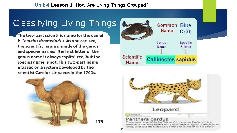 Unit 4 Lesson 1 How Are Living Things Grouped? Classifying Living Things Copyright ©