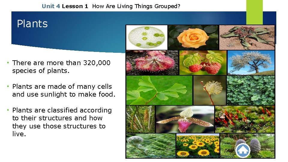 Unit 4 Lesson 1 How Are Living Things Grouped? Plants • There are more