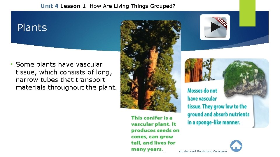 Unit 4 Lesson 1 How Are Living Things Grouped? Plants • Some plants have