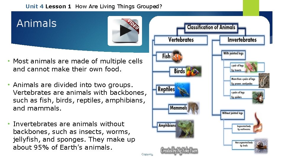 Unit 4 Lesson 1 How Are Living Things Grouped? Animals • Most animals are