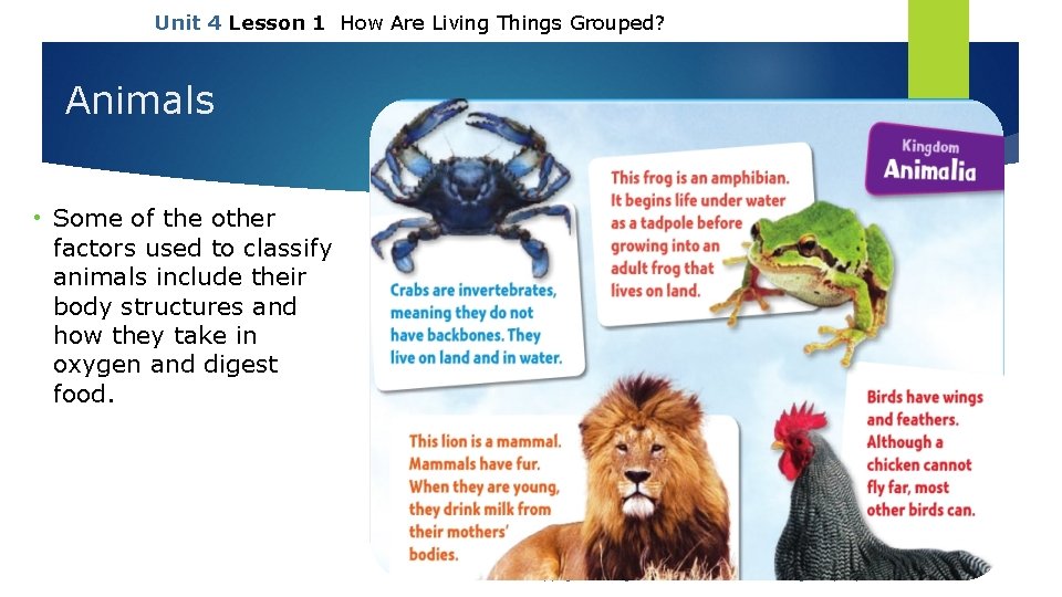 Unit 4 Lesson 1 How Are Living Things Grouped? Animals • Some of the