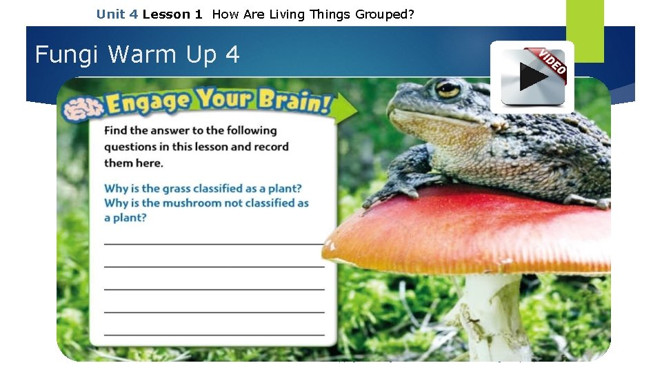 Unit 4 Lesson 1 How Are Living Things Grouped? Fungi Warm Up 4 Copyright