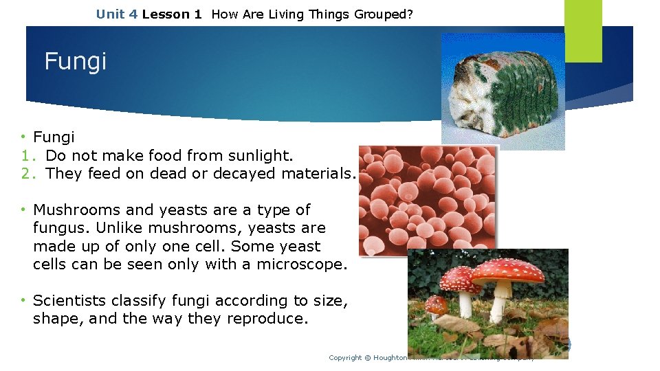 Unit 4 Lesson 1 How Are Living Things Grouped? Fungi • Fungi 1. Do