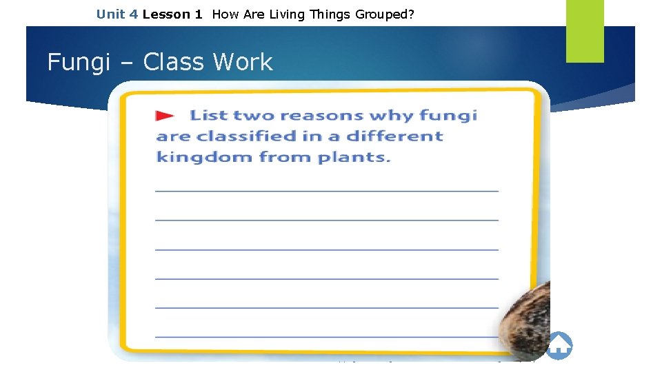 Unit 4 Lesson 1 How Are Living Things Grouped? Fungi – Class Work Copyright