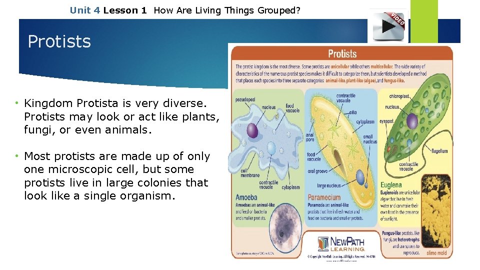 Unit 4 Lesson 1 How Are Living Things Grouped? Protists • Kingdom Protista is