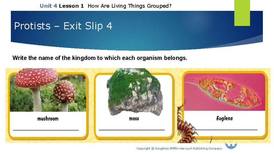 Unit 4 Lesson 1 How Are Living Things Grouped? Protists – Exit Slip 4