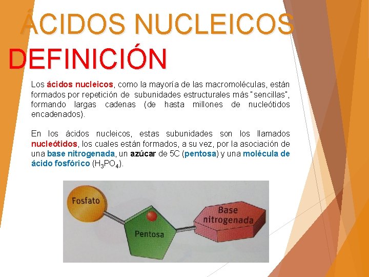 ÁCIDOS NUCLEICOS DEFINICIÓN Los ácidos nucleicos, como la mayoría de las macromoléculas, están formados