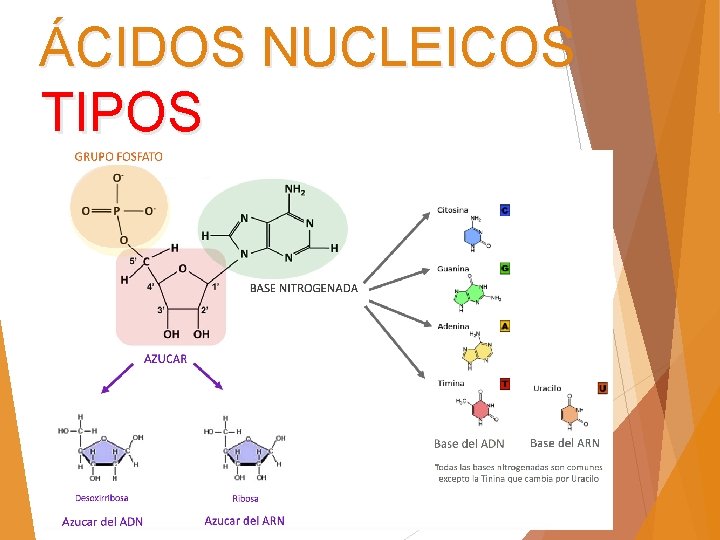 ÁCIDOS NUCLEICOS TIPOS 