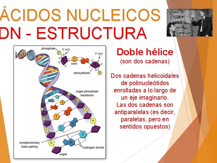 ÁCIDOS NUCLEICOS DN - ESTRUCTURA Doble hélice (son dos cadenas) Dos cadenas helicoidales de