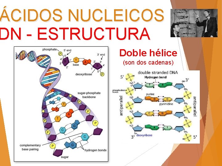 ÁCIDOS NUCLEICOS DN - ESTRUCTURA Doble hélice (son dos cadenas) Dos cadenas helicoidales de