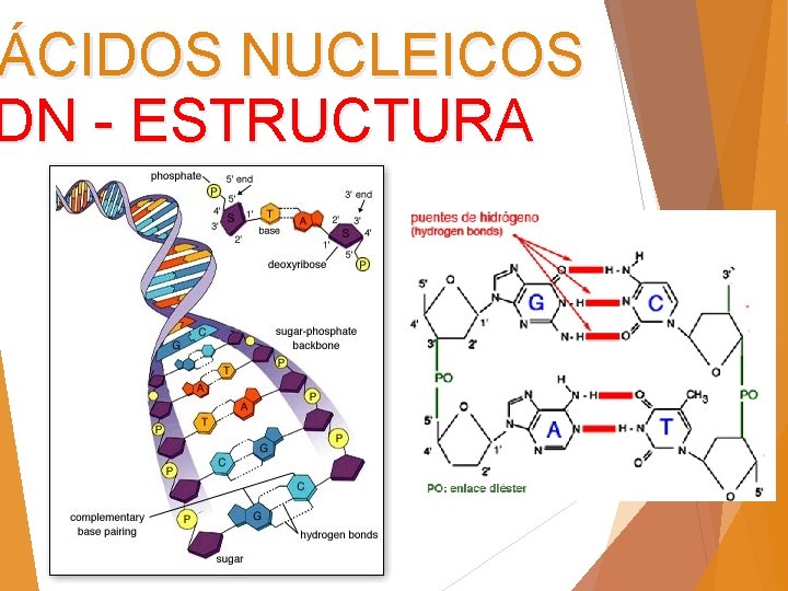 ÁCIDOS NUCLEICOS DN - ESTRUCTURA 