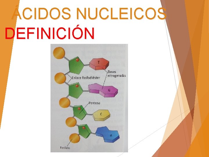 ÁCIDOS NUCLEICOS DEFINICIÓN 
