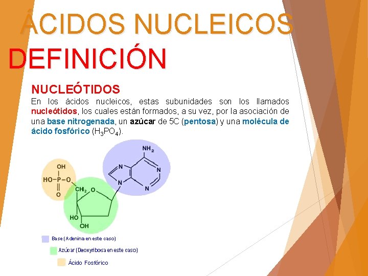 ÁCIDOS NUCLEICOS DEFINICIÓN NUCLEÓTIDOS En los ácidos nucleicos, estas subunidades son los llamados nucleótidos,